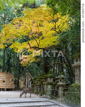神社的方法和鹿 神社的方法和鹿 85369716