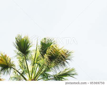 Sprawling branches of a green palm against a cloudy sky Sprawling branches of a green palm against a cloudy sky 85369750