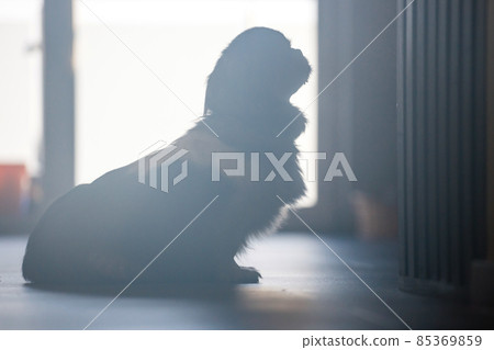 pekingese dog on the background of the window pekingese dog on the background of the window 85369859