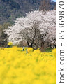 上瀨北公園的油菜花和櫻花樹 85369870