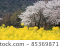 上瀨北公園的油菜花和櫻花樹 85369871