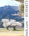 上瀨北公園的櫻花和角田山夫婦 85369873