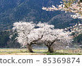 上瀨北公園的櫻花和角田山夫婦 85369874