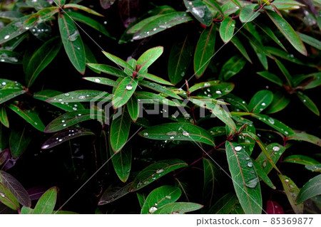 植物 植物學 植物的 85369877