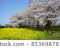 上瀨北公園的油菜花和櫻花樹 85369878