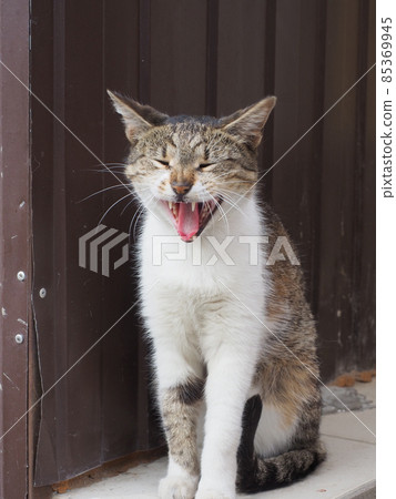 Mongrel cat yawns while sitting on the street against the background of a brown iron fence Mongrel cat yawns while sitting on the street against the background of a brown iron fence 85369945