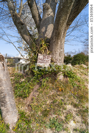 The summit of Maeyama (Ono Alps) 85369964