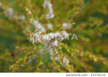 Solidago altissima (ripe) Solidago altissima (ripe) 85370234