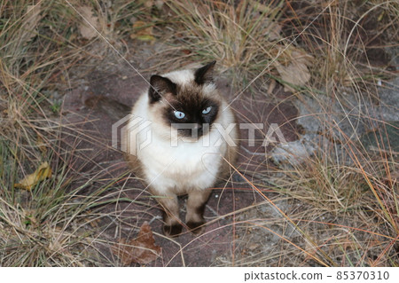 瀨戶內島貓 85370310