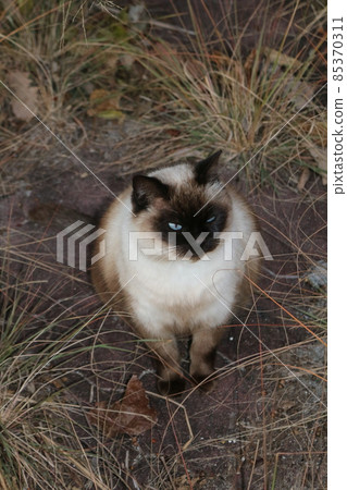 瀨戶內島貓 85370311
