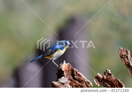 Happy blue bird, male of the red-flanked bluetail 85371160