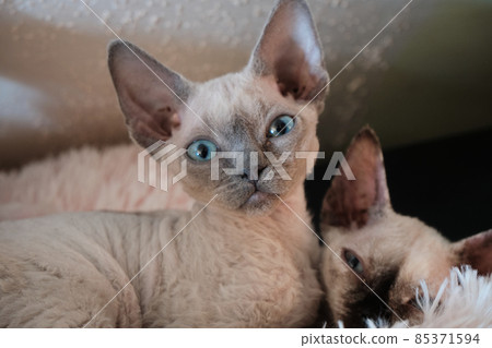 The pretty small cat looks at you with big blue eyes The pretty small cat looks at you with big blue eyes 85371594