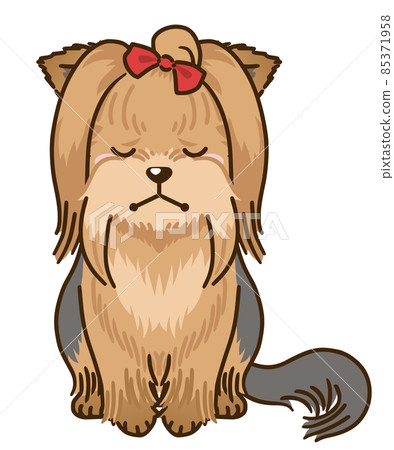 鬱悶的約克夏犬（全毛） 85371958