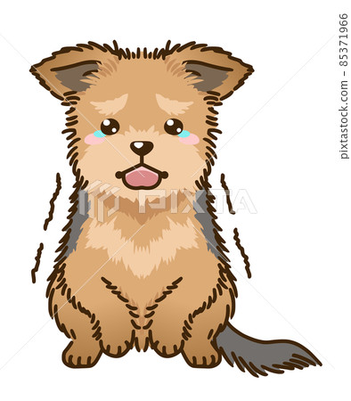 受驚的約克夏犬 85371966