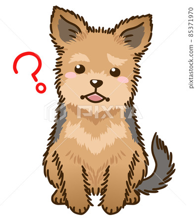 Yorkshire terrier wondering 85371970