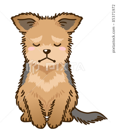 沮喪的約克夏犬 85371972