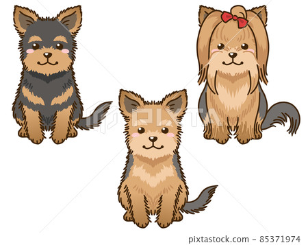 各種約克夏犬 85371974