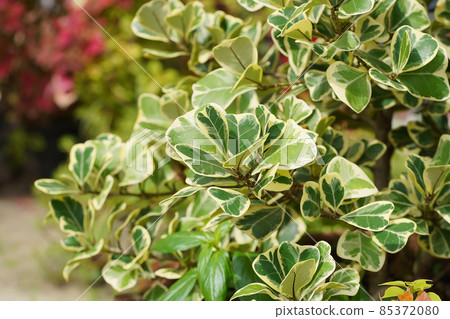 Close up Mistletoe Fig, Mistletoe Rubber Plant. 85372080