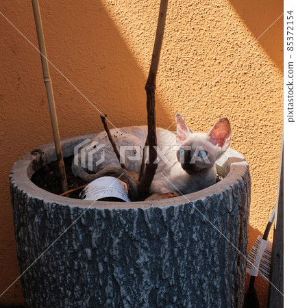The small cat sits in the flowerpot on the balcony 85372154