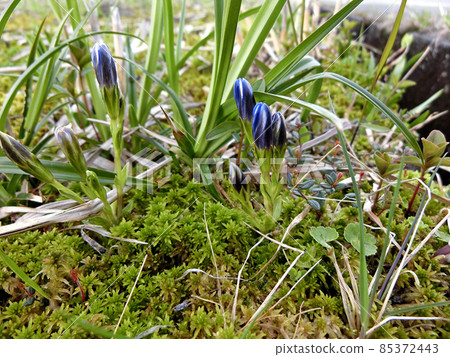 Gentiana thunbergii (Sukawa Kogen, Higashinaruse Village, Akita Prefecture) 85372443