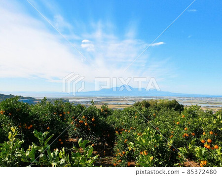 從天水町(熊本縣玉名市)看到的雲仙岳和橘園 從天水町(熊本縣玉名市)看到的雲仙岳和橘園 85372480