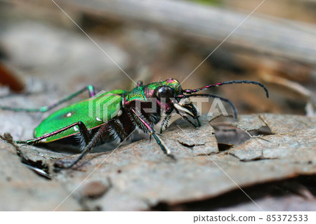 Closeup on the green tiger beetle , Cicindela campestris on the forest floor 85372533