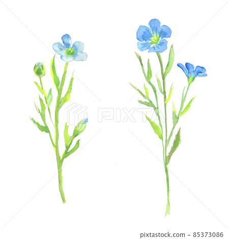 亞麻花水彩畫的插圖 85373086