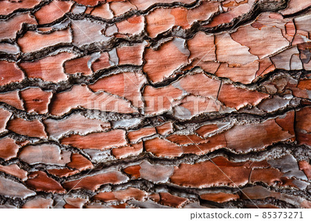 Texture of the pine bark for background 85373271