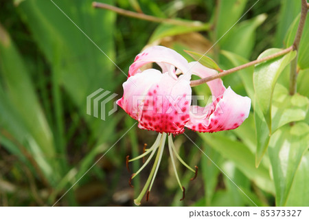 百合在花園裡綻放 百合在花園裡綻放 85373327