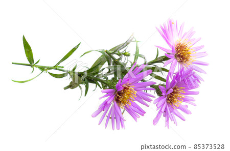 bouquet of beautiful purple chrysanthemums on a white background bouquet of beautiful purple chrysanthemums on a white background 85373528
