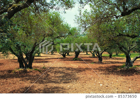 Olive trees Olea europaea in Crete, Greece for olive oil production Olive trees Olea europaea in Crete, Greece for olive oil production 85373650