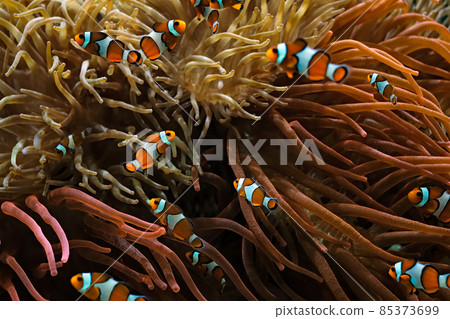 Clown Anemonefish Amphiprion ocellaris Clown Anemonefish Amphiprion ocellaris 85373699