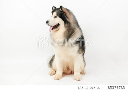 Alaskan Malamute dog on white background. 85373783