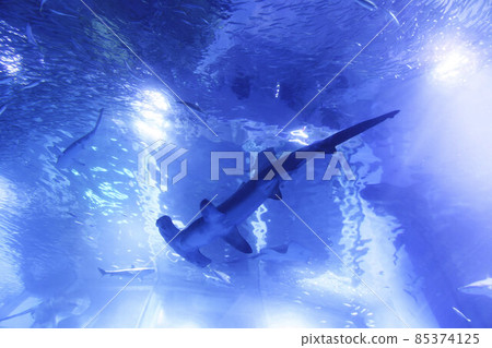 鎚頭鯊在水族館裡游泳 85374125