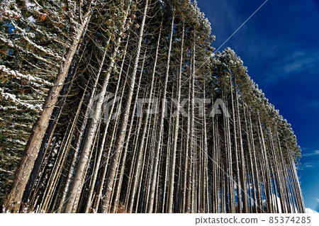 近景的冰凍雪松林 85374285