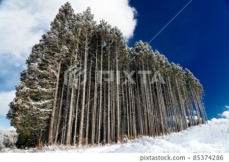 凍杉林⑤ 85374286