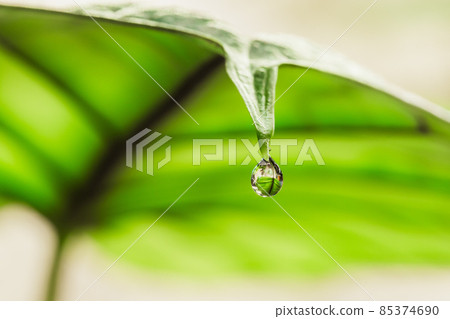 Water droplet on the tip of Alocasia leaf 85374690