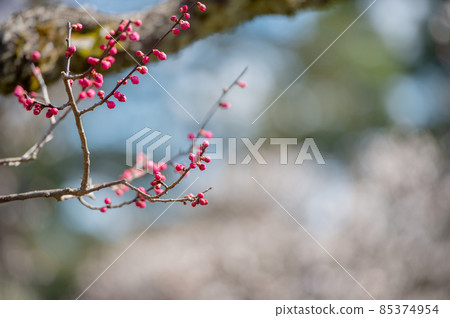 Plum buds in early spring 85374954