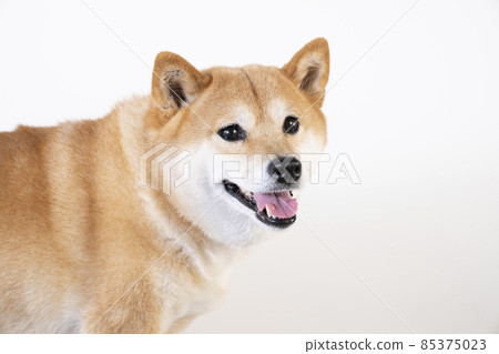 Bust up of smiling Shiba Inu 85375023