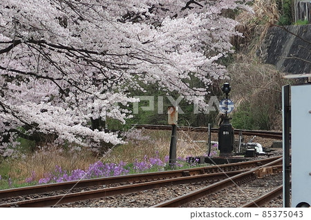 Sakura and points Sakura and points 85375043