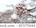 Cherry Blossoms	 85375044
