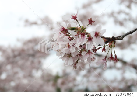 Cherry Blossoms Cherry Blossoms 85375044