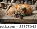 Fox taking a nap 85375048