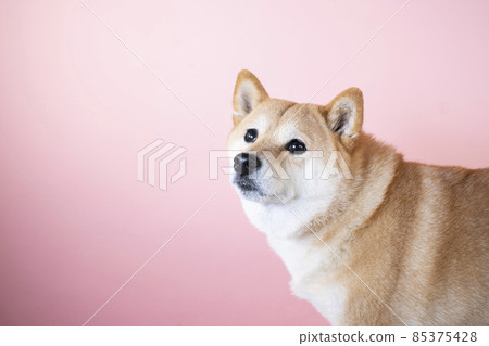Bust up of smiling Shiba Inu Bust up of smiling Shiba Inu 85375428