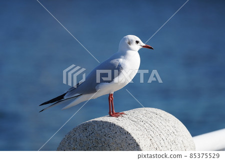 山下公園的Yurikome 山下公園的Yurikome 85375529
