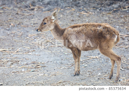 The baby female deer in garden The baby female deer in garden 85375634