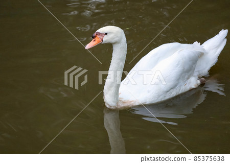White swan is swimming on the river White swan is swimming on the river 85375638
