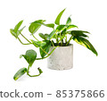 Epipremnum aureum (family Araceae) plant in pot 85375866