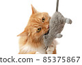 Ginger cat plays with mouse toy isolated 85375867