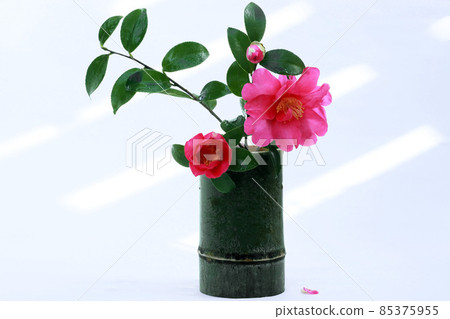 Aotake and sasanqua flowers against a white background 85375955